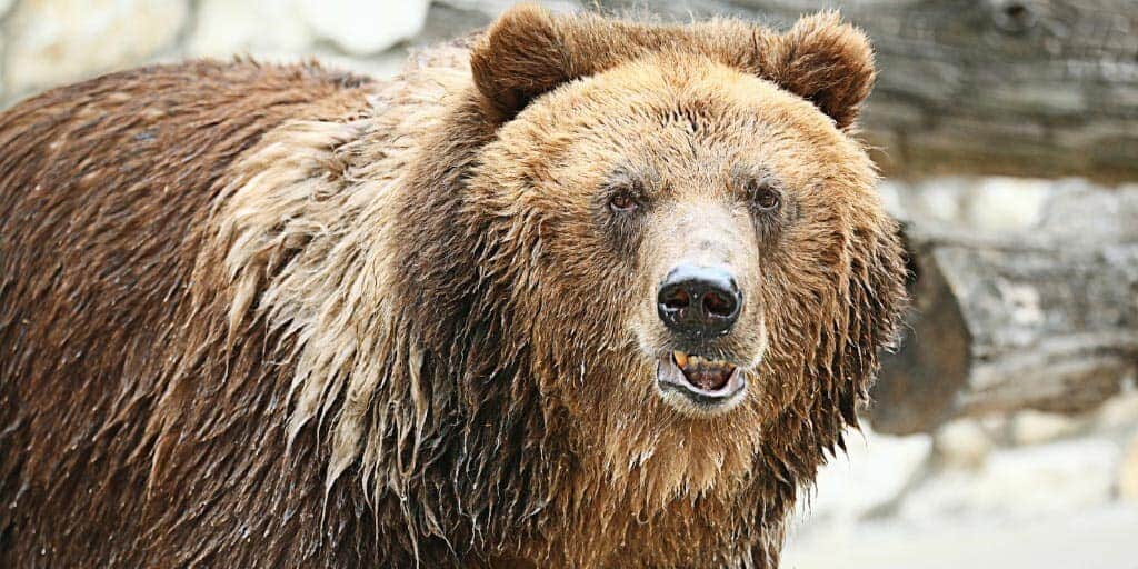 Bear