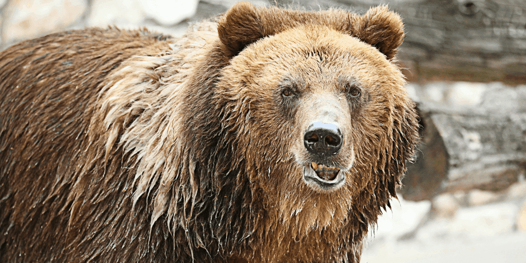 Bear
